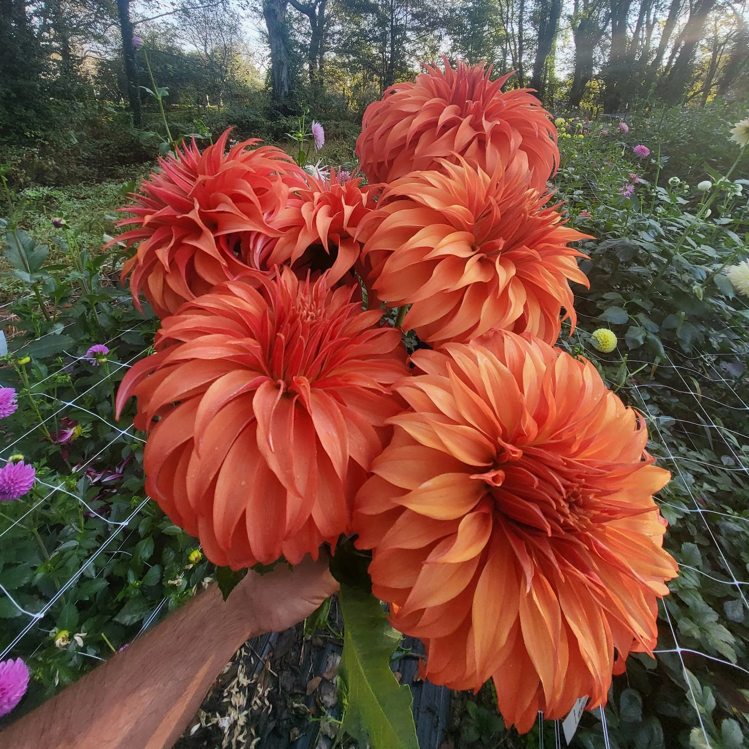 ティッシュ　ジョン・ウィリアムズ BLOOMQUIST JEAN B-ID-OR — Crazy 4 Dahlias
